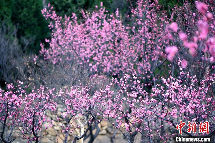 3月10日，山东省泰安市，泰山梅园中的梅花、山桃花进入观赏期，吸引众多游人踏春赏花。　刘春莲 摄