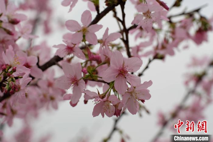 广西柳州近百亩樱花盛开游客沉浸于“粉色浪漫”之中