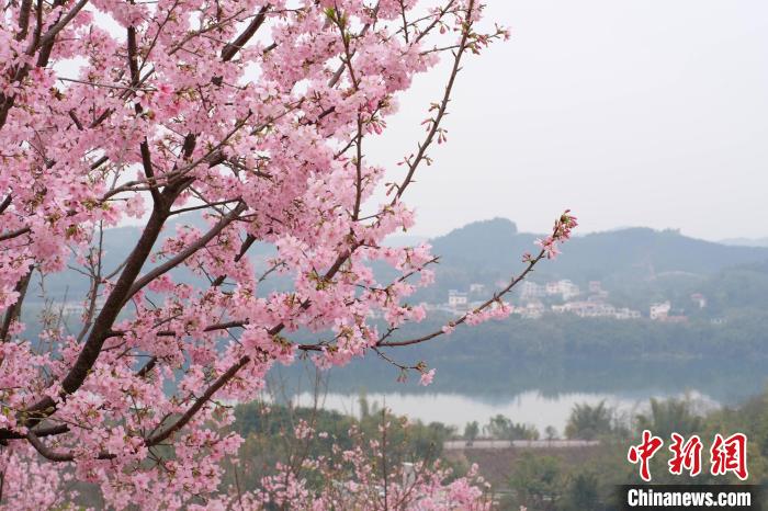广西柳州近百亩樱花盛开游客沉浸于粉色浪漫之中