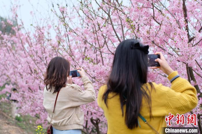 游客在樱花林中拍照。　刘俊聪 摄