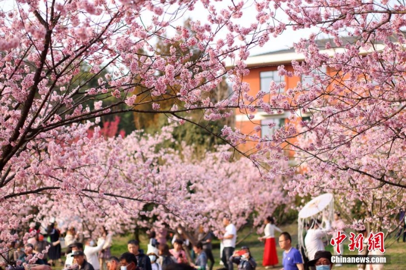 古都南京花红柳绿春意盎然