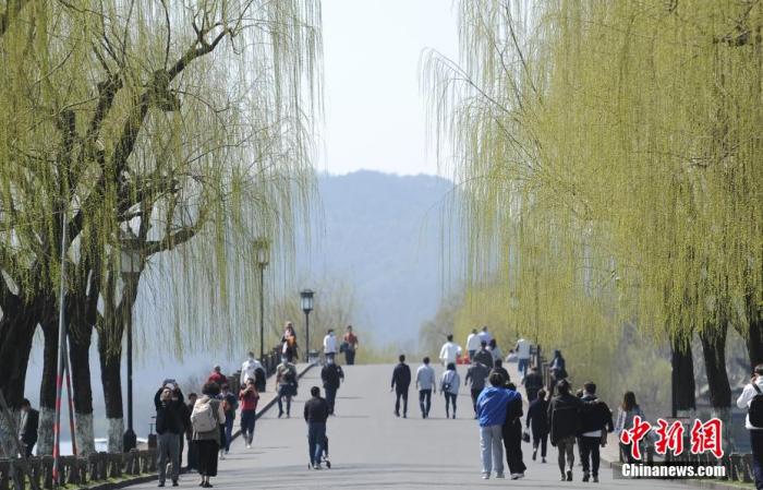 圖為西湖白堤柳枝呈現嫩綠色。 王剛 攝
