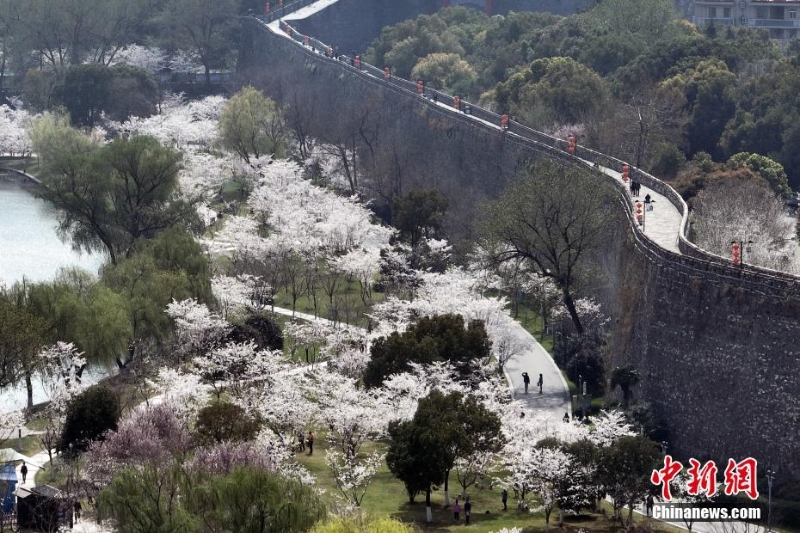 南京明城墙下樱花盛开 呈现山水城林春日画卷