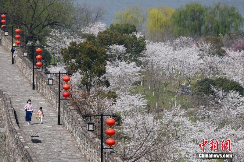 南京明城墙下樱花盛开 呈现山水城林春日画卷