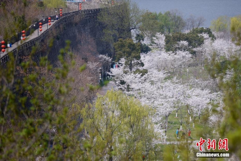 南京明城墙下樱花盛开 呈现山水城林春日画卷