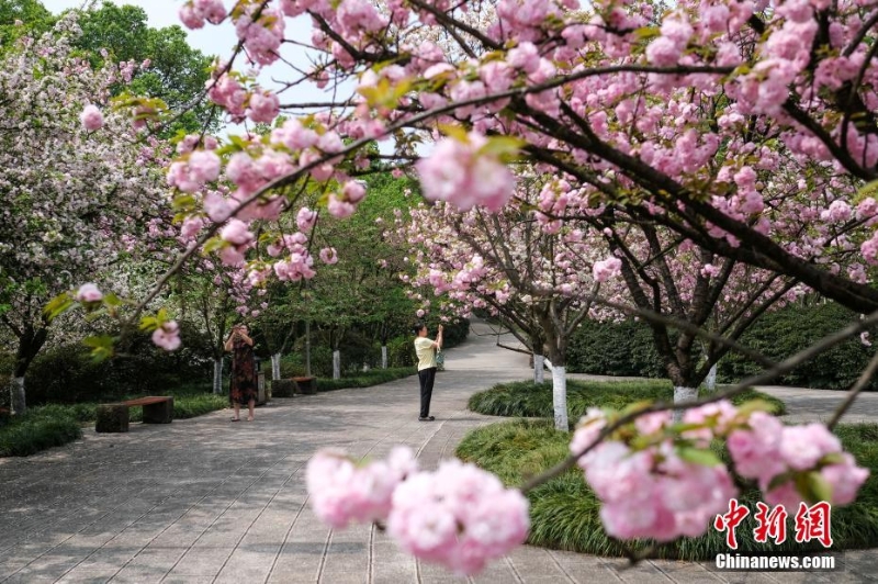 赏花正当时 打卡各地秀丽风光