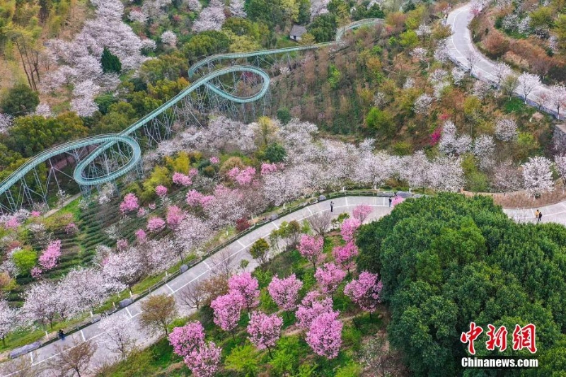 浙江宁波：达人谷万株樱花竞相绽放