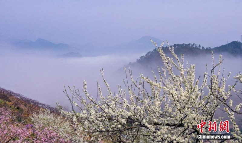 浙江淳安：李树花开春意浓