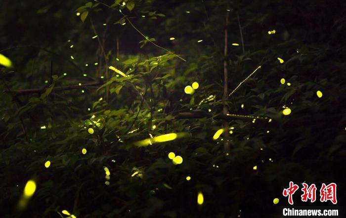 图为萤火虫在农场内飞舞。　受访者黄金生供图