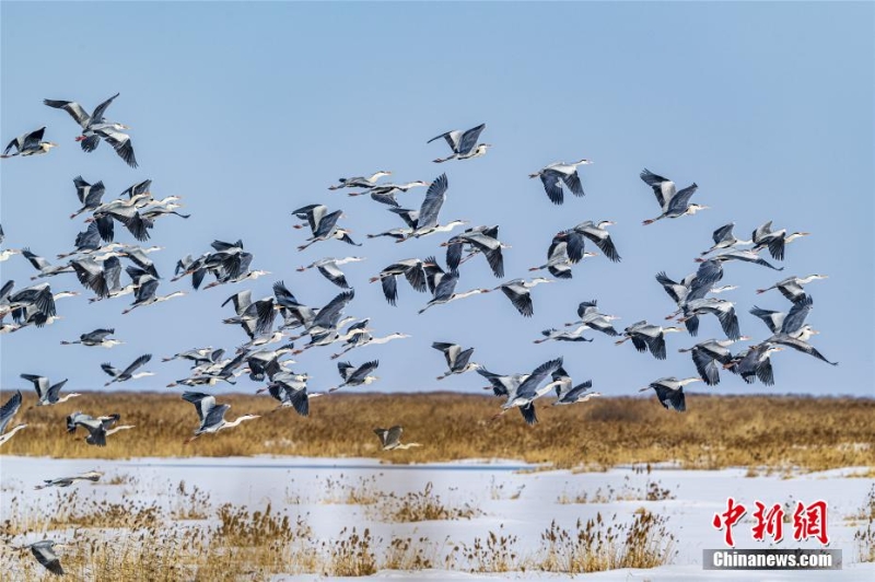 首批候鸟飞至兴凯湖 与冰雪构成一幅“水墨画”