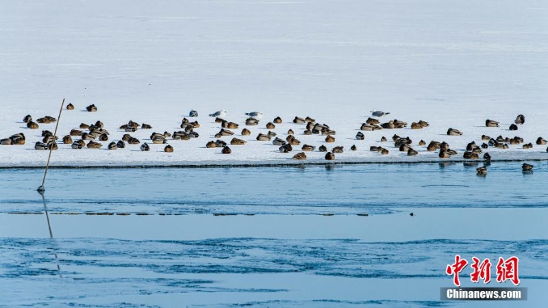 首批候鸟飞至兴凯湖 与冰雪构成一幅“水墨画”