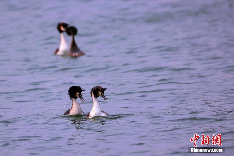 凤头鸊鷉在“京津冀最美湿地”衡水湖畔舞动春色