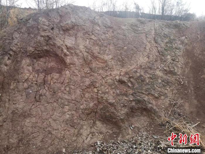 “中国龙城”诸城发现罕见早白垩世恐龙遗迹化石