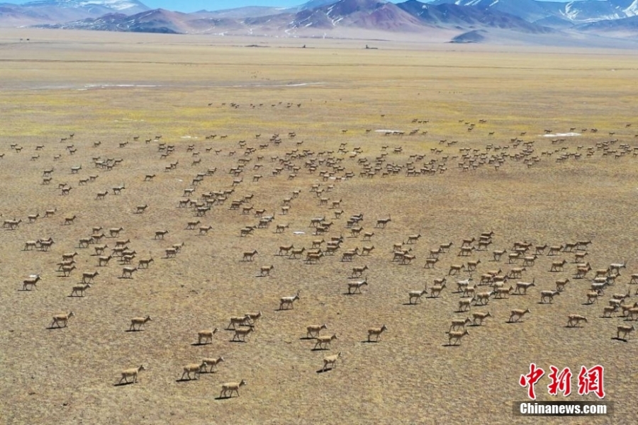 西藏改则县草原上“长满”藏羚羊群
