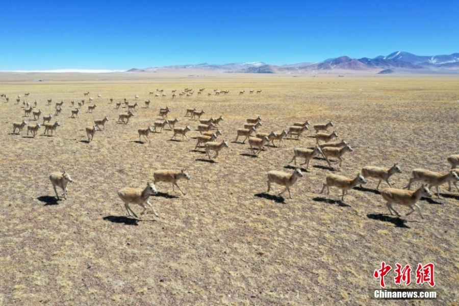 西藏改则县草原上“长满”藏羚羊群