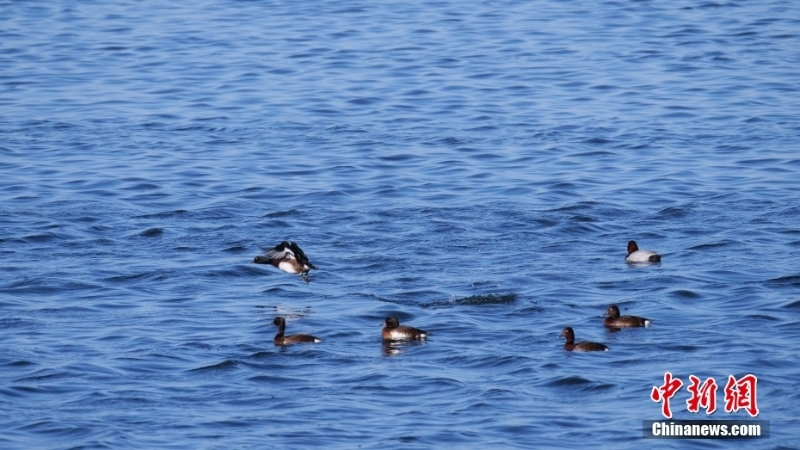 世界极危鸟类青头潜鸭出现在百鸟湖水域