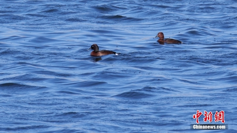 世界极危鸟类青头潜鸭出现在百鸟湖水域