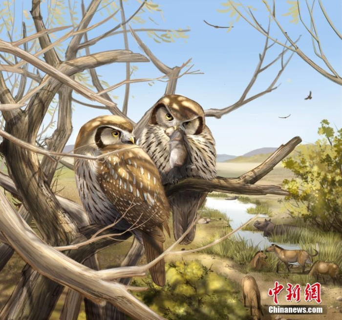 中国发现最早猫头鹰化石  600万年前竟然不是“夜猫子”