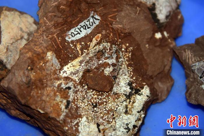 4.38亿年前的最古老真盔甲鱼类化石标本。　<a target='_blank' href='/'>中新社</a>记者 孙自法 摄