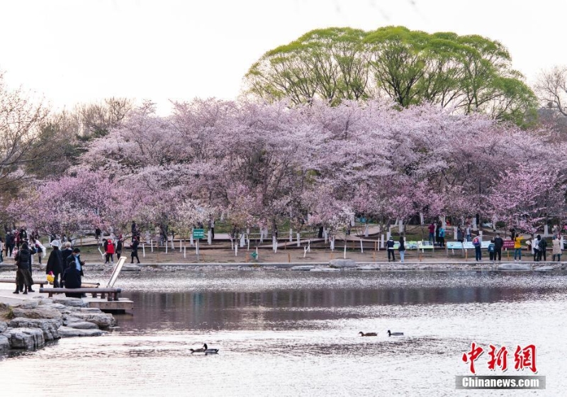 北京玉渊潭公园春和景明引游人流连忘返