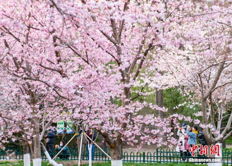 北京玉渊潭公园春和景明引游人流连忘返