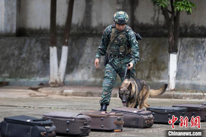 军犬在训导员的引导下进行搜爆训练。　陈鑫 摄