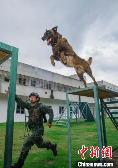军犬在训导员的引导下进行跨越障碍训练。　余海洋 摄