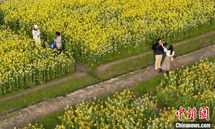 图为：游客在油菜花田内赏花游览。(无人机照片) 王刚 摄