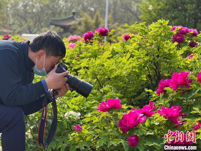 洛阳王城公园牡丹绽放引游客赏花拍照。　刘锦苑 摄