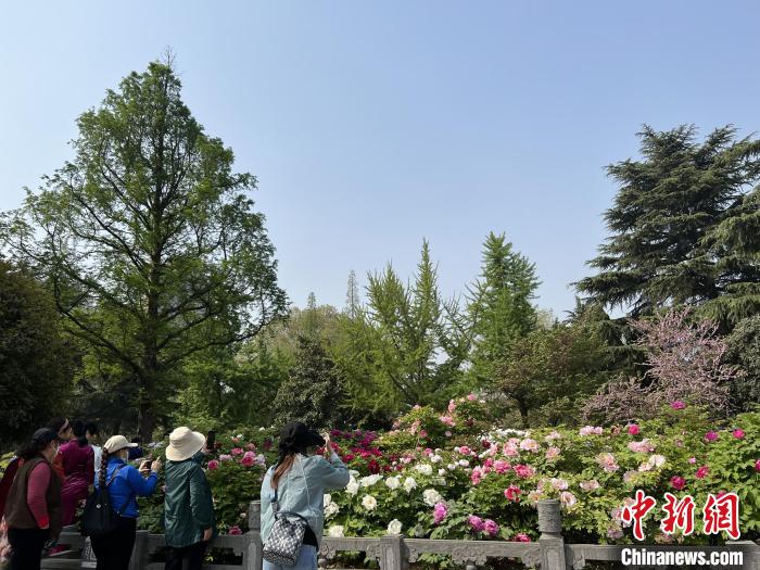 洛阳王城公园牡丹绽放引游客赏花。　刘锦苑 摄