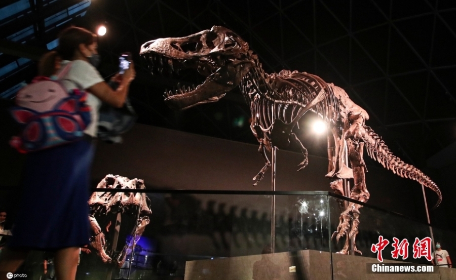 阿联酋自然历史博物馆展出约6700万年前霸王龙化石