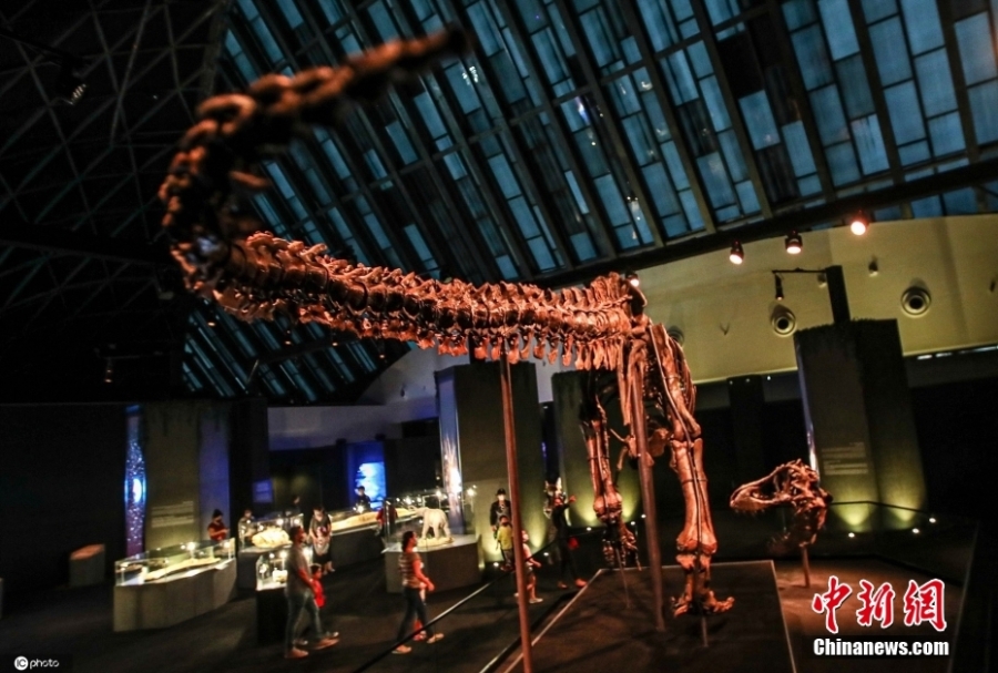阿联酋自然历史博物馆展出约6700万年前霸王龙化石