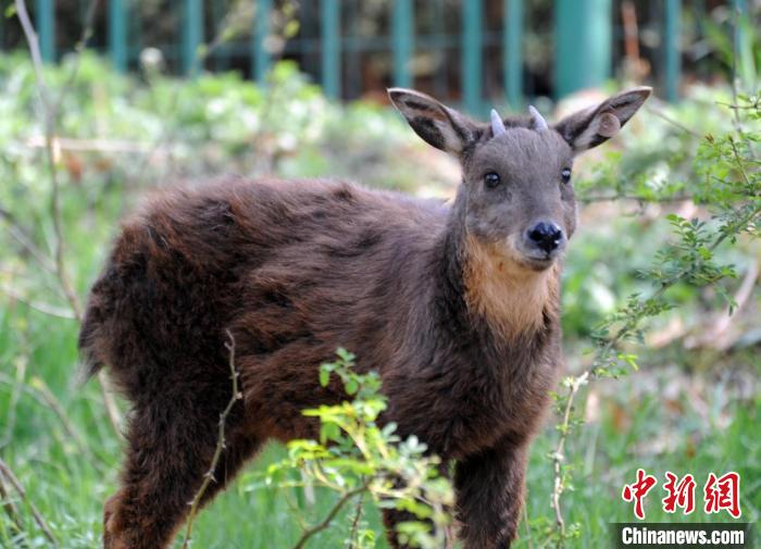 生活在刘公岛上的台湾长鬃山羊。(资料图) 刘公岛森林公园供图