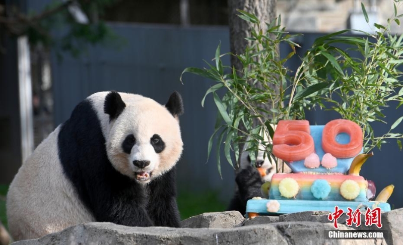 美国国家动物园庆祝大熊猫抵美50周年