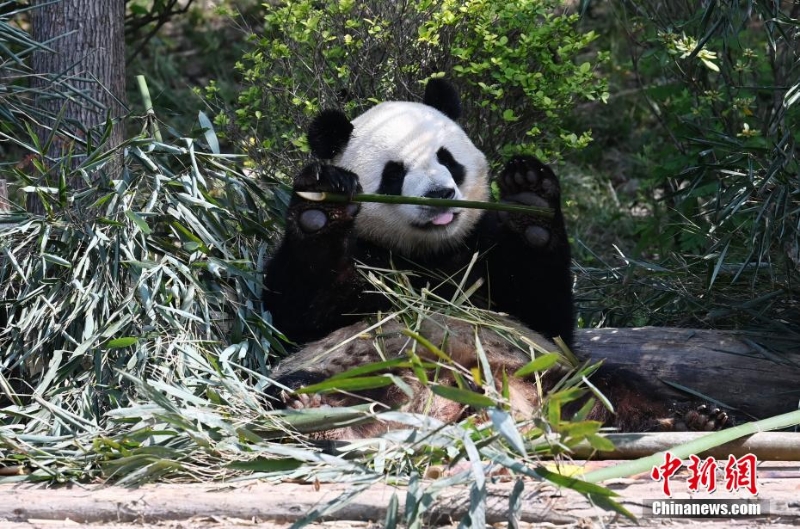 大熊猫“芝麻”乐享春日