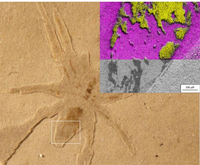 2250万年前蜘蛛化石为何能保存完好？最新研究称微藻功不可没