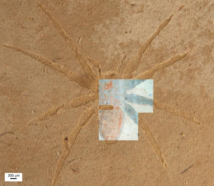 来自法国普罗旺斯艾克斯组的蜘蛛化石，其手工样本和荧光显微镜图像重叠显示(图源：论文通讯作者)。　施普林格·自然 供图