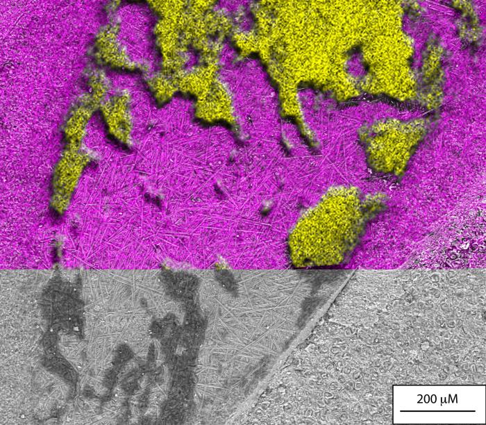 蜘蛛腹部化石的扫描电镜图像显示了化石上的黑色聚合物和两种微藻的存在(图源：论文通讯作者)。　施普林格·自然 供图