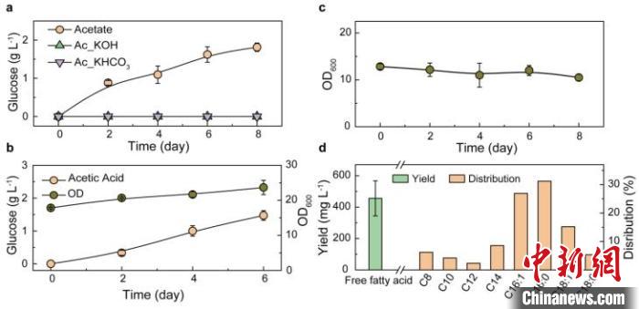 以乙酸盐及乙酸为碳源合成葡萄糖及脂肪酸。　研究团队 供图