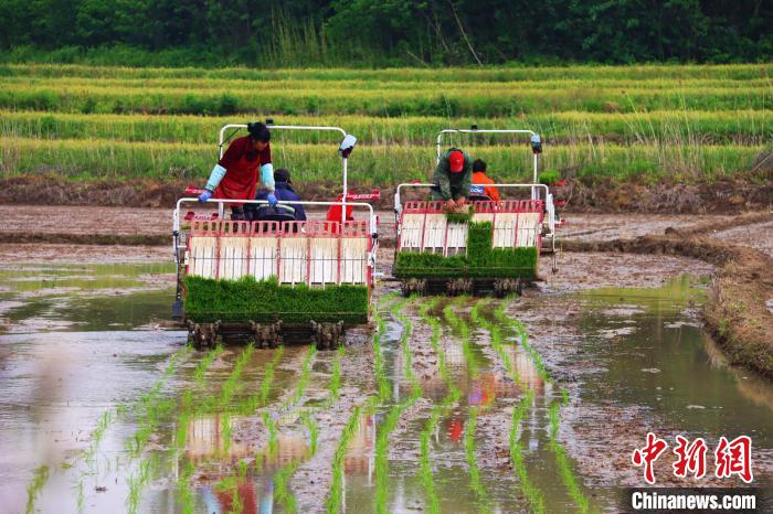 农户驾驶旋水稻插秧机在精细化播种秧苗 陈家乐 摄