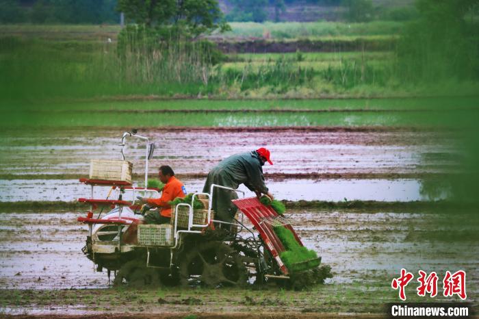 农户驾驶水稻插秧机在精细化播种秧苗 陈家乐 摄