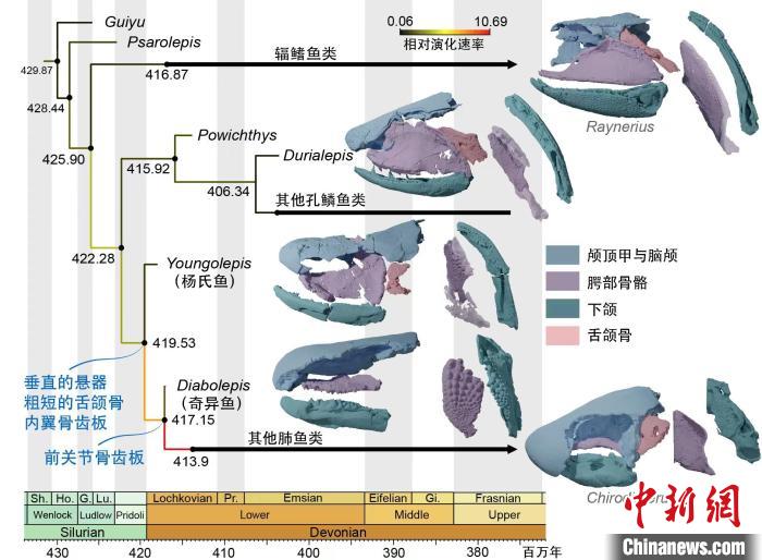 肺鱼及其近亲的分化时间、性状演化速率以及代表属种的头部骨骼。　崔心东 供图