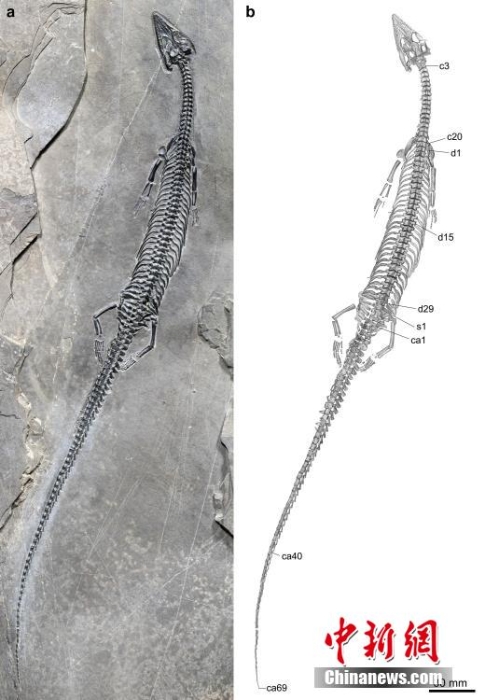 世界上尾巴最长、中国最早的肿肋龙化石 首现云南距今2.44亿年