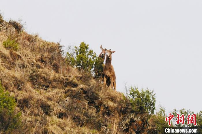 图为玛可河国家湿地公园内白唇鹿。　班玛县委宣传部 供图