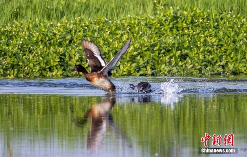 江西瑞昌发现全球极度濒危鸟类青头潜鸭