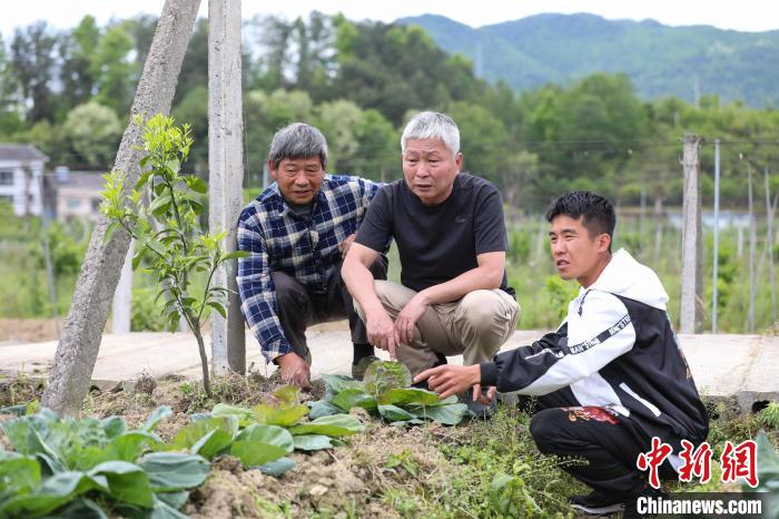 图为何惠廸与工作人员查看果树和蔬菜的长势。　瞿宏伦 摄