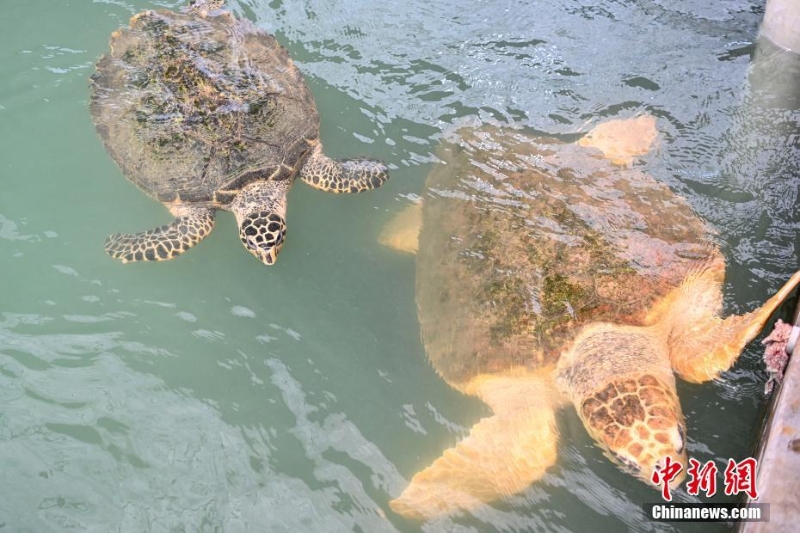 探访广东惠东海龟国家级自然保护区