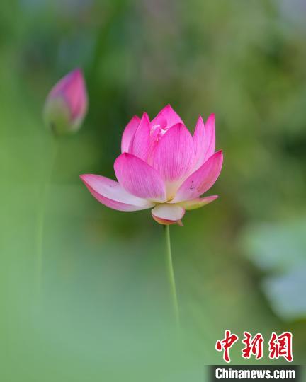 武汉夏荷初绽放6月中下旬将迎盛花期