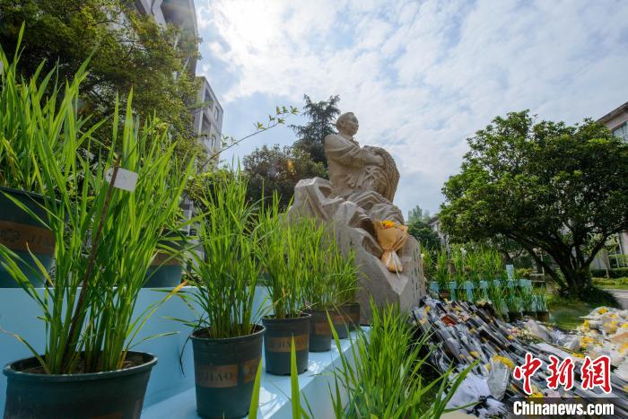 5月22日，在西南大学校园内的袁隆平雕像被鲜花、水稻植株围绕。　何蓬磊 摄