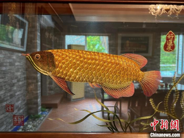 康惠芳绣制的金龙鱼生动传神，惟妙惟肖。　方伟彬 摄